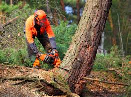 Mulching Services in Coachella, CA