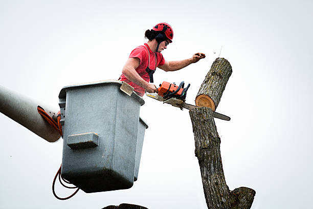 How Our Tree Care Process Works  in  Coachella, CA